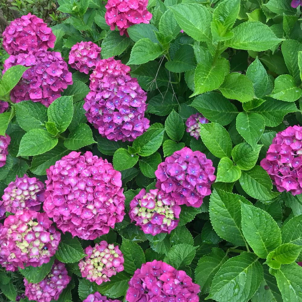 広い庭の画像 by 傷みかけのジャガイモさん | 広い庭と紫陽花と梅雨明けとムラサキの花とピンクの花とGS映えとGS日和ときれいと花のある暮らしとかわいいと『あじさい2018』コンテスト
