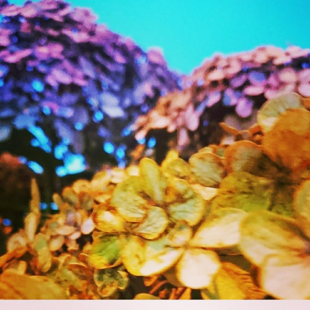 の画像 by cherry♥sageさん | アジサイとお写んぽとGS映えと道草とGS日和と植中毒と綺麗と散歩道と可愛いと花のある暮らしと接写と『あじさい2018』コンテストとお散歩