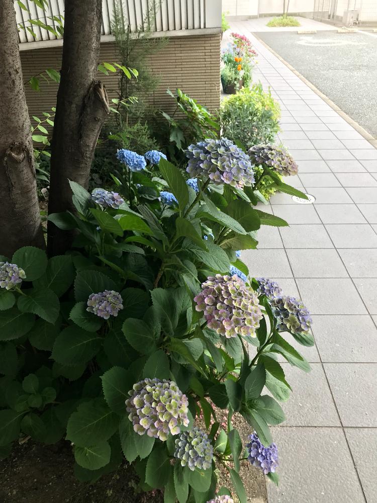 お出かけ先の画像 by きんちゃんさん | お出かけ先と大人っぽいと職場の小さな庭とグリーンのある暮らしと紫陽花 アジサイ あじさいとブルーの紫陽花とキュンキュン乙女倶楽部とクリニックの庭