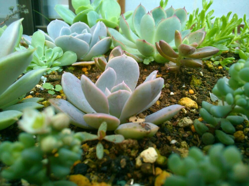 小さな庭の画像 by 光合星さん | 小さな庭と多肉植物と多肉箱庭と植中毒と癒し空間と植物観察