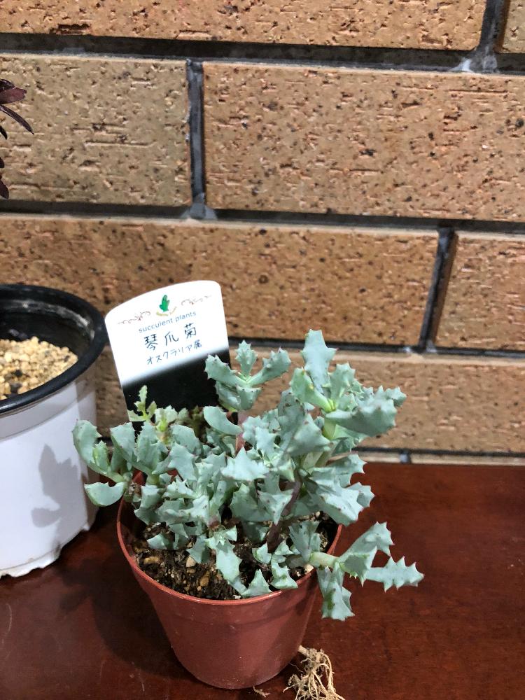 の画像 by ハナオ (ちょイナカのベランダー)さん | 多肉とオスクラリア属 琴爪菊と琴爪菊(キンソウギク)と梅雨明けとドしろーとと外来種とオスクラリア属とGS映えとジミカワ〜と植中毒と珍植物とタニラーと鉢植えと珍奇植物と花のある暮らしといやされるとベランダーとタニク初心者と花仲間❤️とバルコニストと植物男子と多肉道と植物男子ベランダー