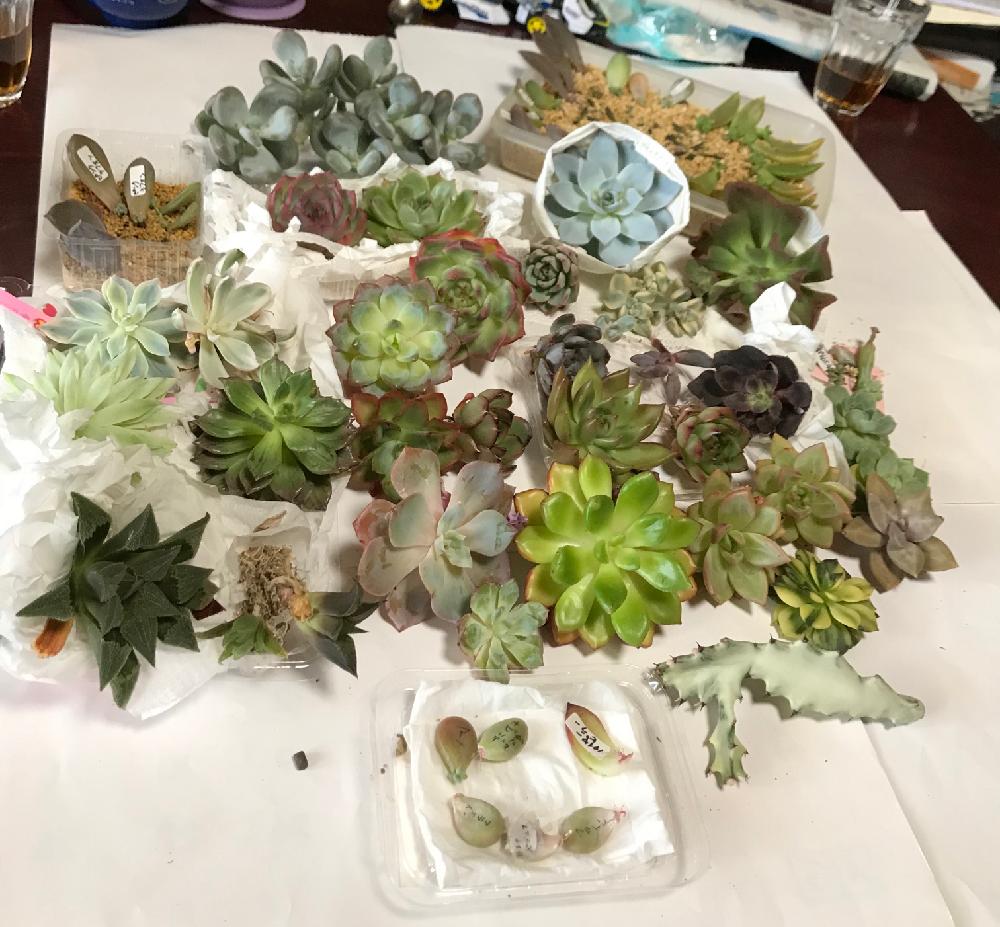 の画像 by mamaだJさん | 多肉植物とパキベリア属と軟葉系ハオルチアとひとりハオ祭り♛とひとりエケ祭りღとハオルチア属と脳内多肉畑とグラプトベリア属と錦萌え♡とHaworthia:ハオルチア/ハオルシアと大きいのがお好き♡とエンゲイ係数高めと広島タニラーとエケベリア女子とエケベリア属と多肉は7月一杯までwとタニラーとハオルチア(ハオルシア)女子と山口タニラーと多肉植物 エケベリア