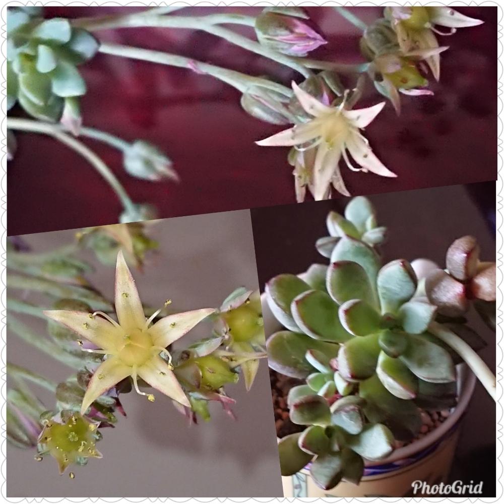 の画像 by マミさん | エケベリア属?と多肉植物と徒長多肉とやっと咲いた❗とお星様とかっわいい☆