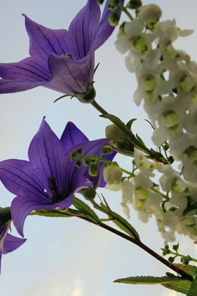 壁/天井の画像 by 野ニンさん | 壁/天井と『私に花を、暮らしに華を』コンテストと花のある暮らし