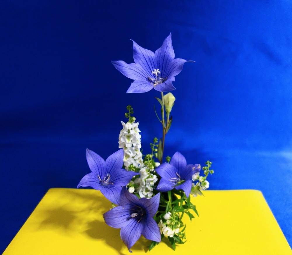 部屋の画像 by 野ニンさん | 部屋と『私に花を、暮らしに華を』コンテストと花のある暮らし