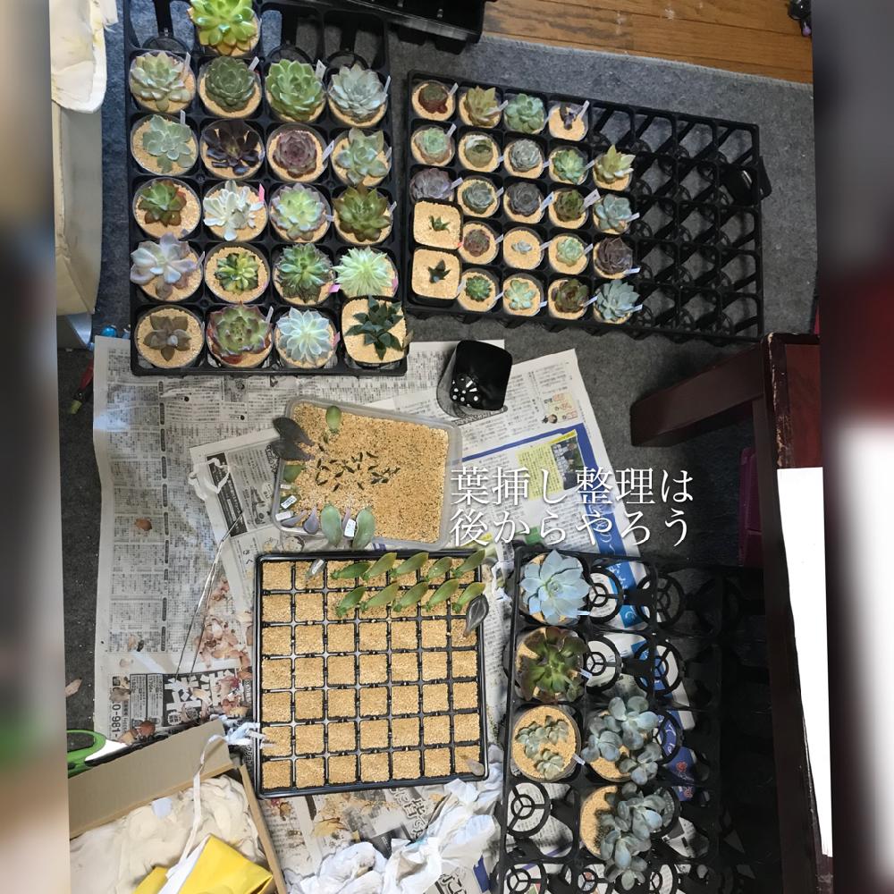 の画像 by mamaだJさん | パキベリア属と軟葉系ハオルチアとセデベリア属と化粧砂は鹿沼土とひとりハオ祭り♛とひとりエケ祭りღとハオルチア属と脳内多肉畑とグラプトベリア属と錦萌え♡とHaworthia:ハオルチア/ハオルシアとエンゲイ係数高めと広島タニラーとエケベリア女子とエケベリア属と多肉は7月一杯までwとタニラーとハオルチア(ハオルシア)女子と山口タニラーと多肉植物 エケベリア
