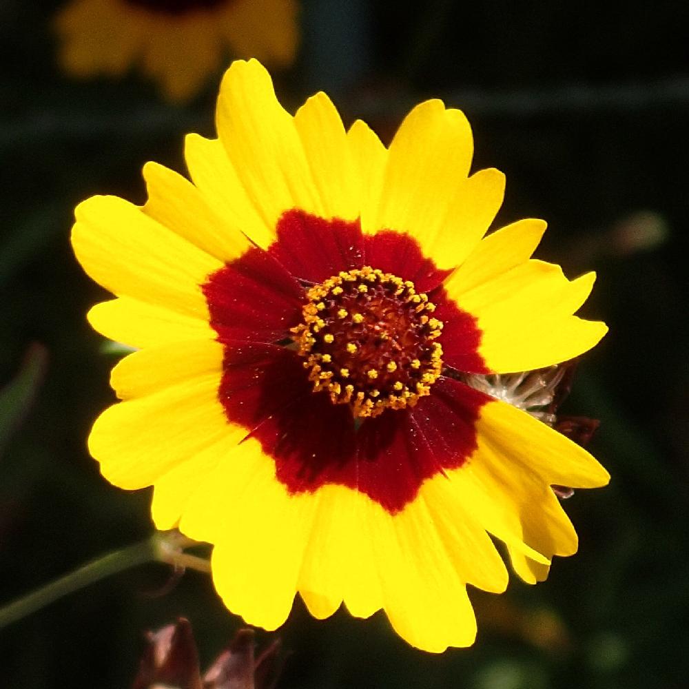 お出かけ先の画像 by あつしさん | お出かけ先とハルシャギクとCoreopsis tinctoriaとキク科とハルシャギク属とキュンキュン乙女倶楽部