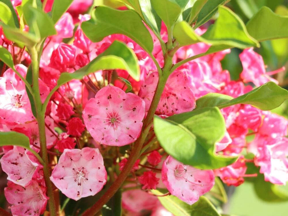 お出かけ先の画像 by まこさん | お出かけ先とカルミアとGS映えとGS日和と今日の一枚と今日のお花と花のある暮らし