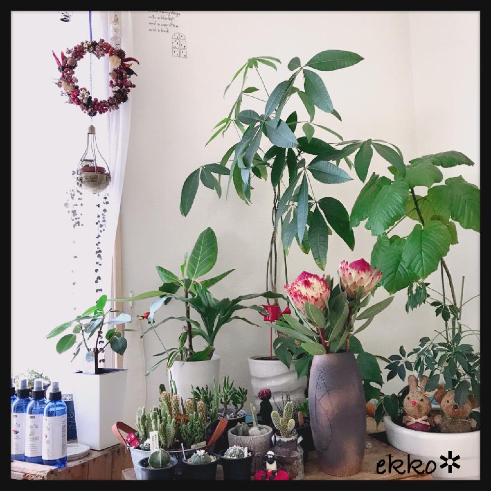 部屋の画像 by えっこ✿さん | 部屋とHTCとキュンキュン乙女倶楽部と晴れの国岡山と植中毒と今日の一枚とナチュラルスタイルと花のある暮らし