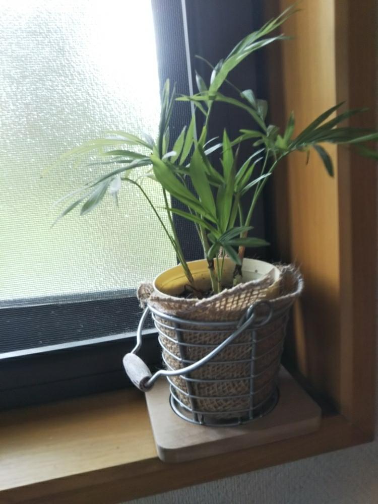 玄関の画像 by EcoLifeさん | 玄関とテーブルヤシとみどりのある暮らしと100均と100均リメイクと100均観葉植物と100均アレンジと幹巻テープ