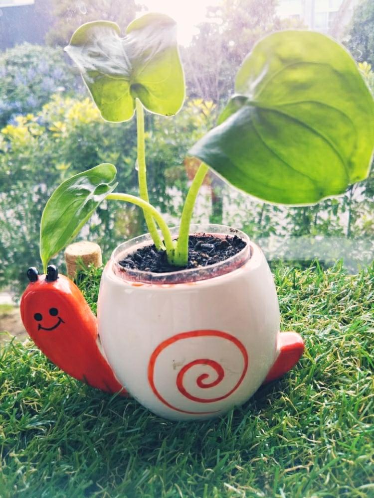 玄関の画像 by EcoLifeさん | 玄関とクワズイモとみどりのある暮らしと100均と挿し木と100均観葉植物と折れた