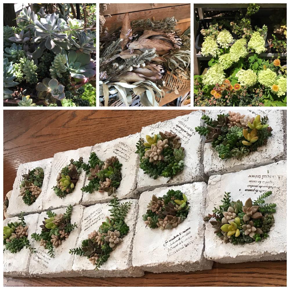 お出かけ先の画像 by ひろちゃんさん | お出かけ先と多肉植物の寄植えと多肉植物 寄せ植えとドライフラワーいろいろとアナベルと多肉植物と平塚とコテッジ・ピクニックとコテッジガーデンとワークショップ とネルソル