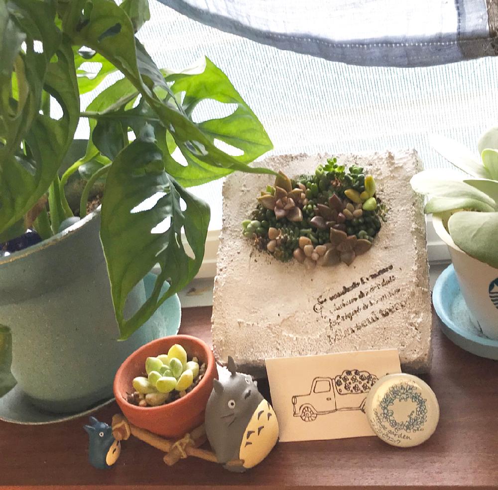 窓辺の画像 by ひろちゃんさん | 窓辺と多肉植物の寄植えとマドカズラとデザートローズと多肉植物とトトロと平塚とコテッジ・ピクニックとコテッジガーデンとワークショップ とネルソル