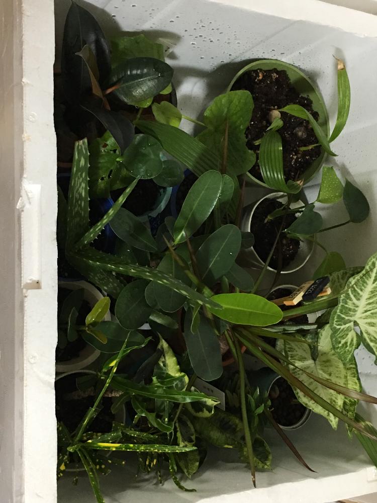 の画像 by LOCO❤︎LOCOさん | 沖縄の植物とGS植物うちなーぐち会と南国と台風避難中
