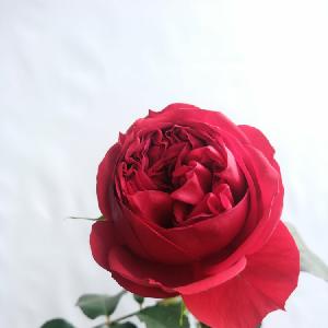 rose70111