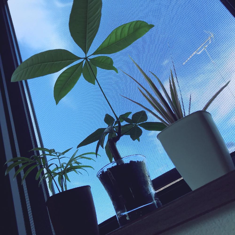 キッチンの画像 by Mamさん | キッチンとパキラとテーブルヤシとコルジリネと観葉植物初心者とDAISOとハイドロカルチャーとしあわせ♡