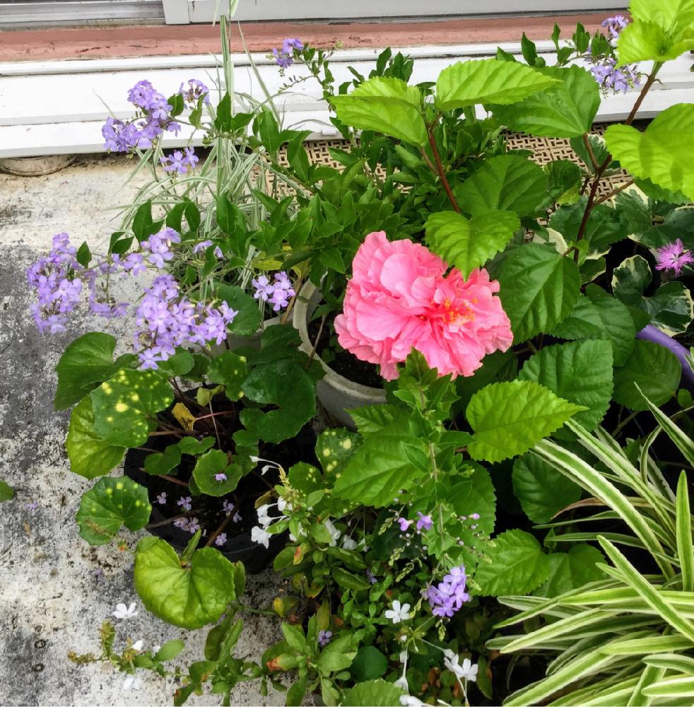 バルコニー/ベランダの画像 by チャーさん | バルコニー/ベランダとバルコニストと今日の花と赤い花と八重咲きと季節を感じる♪とチャーさんのリポートとベランダ便りと季節の 便りとチャーさんのベランダ便りとハイビスカスの花とナチュラルベランダガーデニングとはちうえ