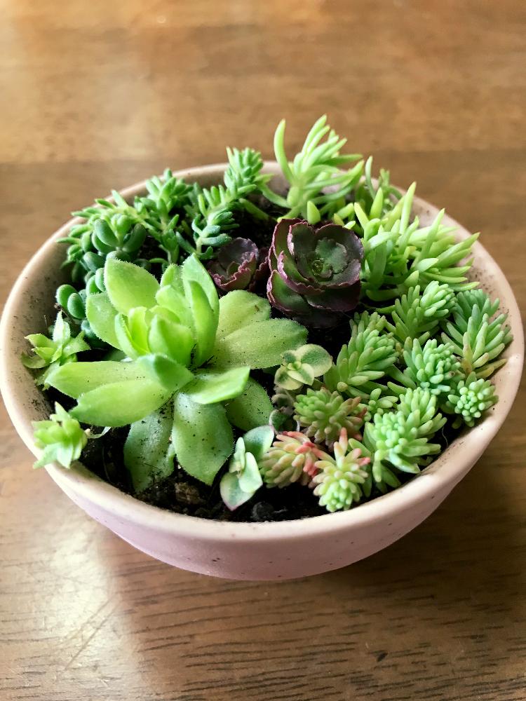 バルコニー/ベランダの画像 by miyuさん | バルコニー/ベランダと多肉植物とカット苗と多肉寄せ植えと小さい葉っぱ