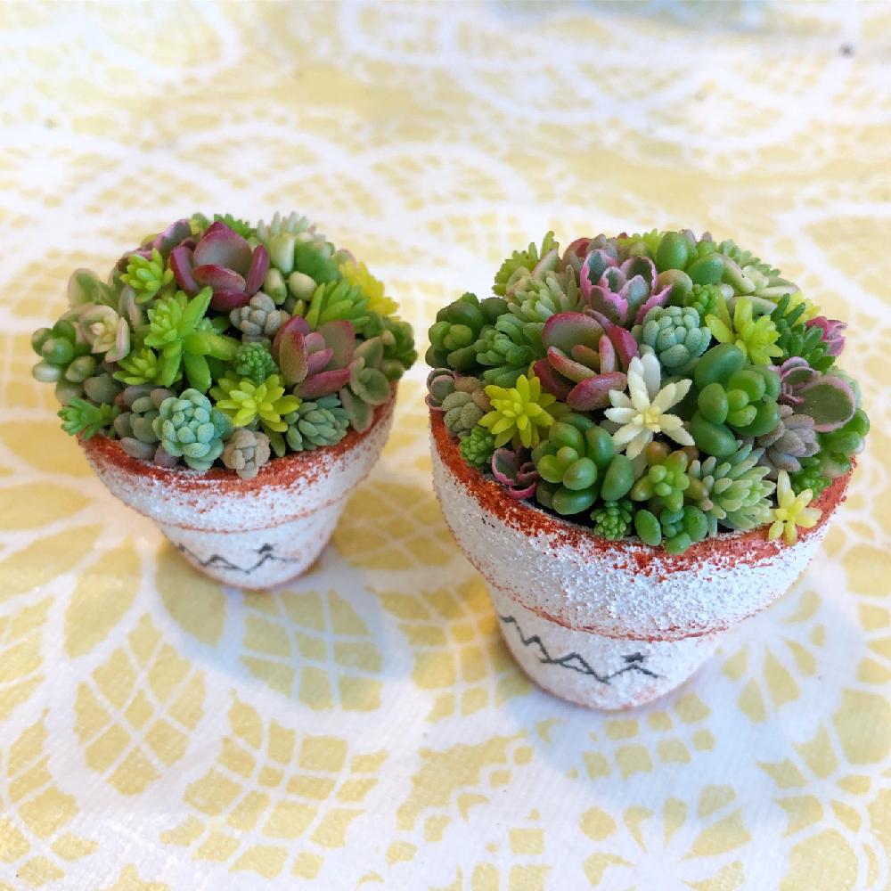 お出かけ先の画像 by 000mai000さん | お出かけ先とセダム属と多肉植物とまいさんちのちまちま寄せと寄せ植えとGS映えと多肉のある暮らしとセダム寄せ植えとセダム丼と多肉女子とタニラーとワークショップ とちまちま寄せ