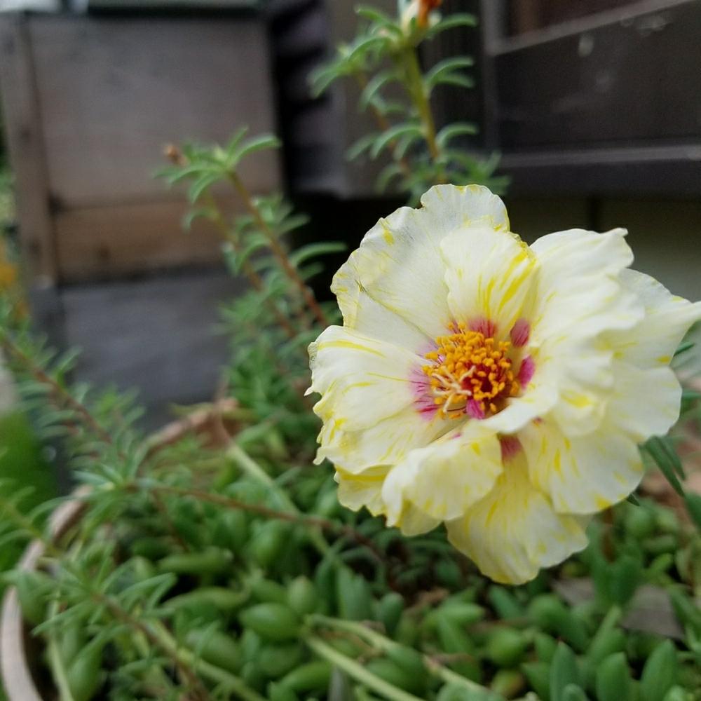 の画像 by まりりんママさん | マツバボタンと多肉植物と花咲いたと猛暑日とこんなところにと今日の一枚と熱中症注意と松葉牡丹とほったらかしとこぼれ種と可愛すぎる♡