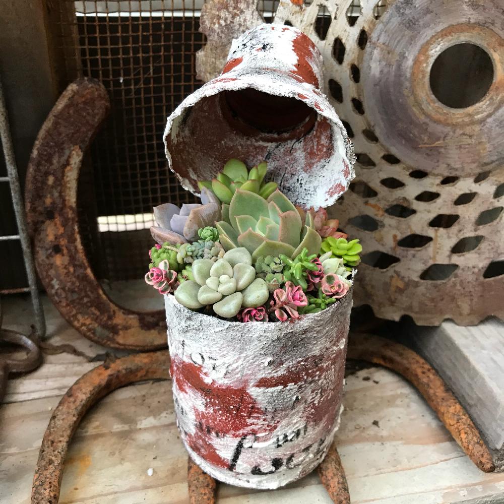 小さな庭の画像 by cielさん | 小さな庭とリメ缶とカット苗と寄せ植えと早起き倶楽部とエケベリア女子とセダム好きとコテッジピクニックとタニラーとゆるキャラ倶楽部とコテッジ2018.とコテッジガーデンと初心者です。