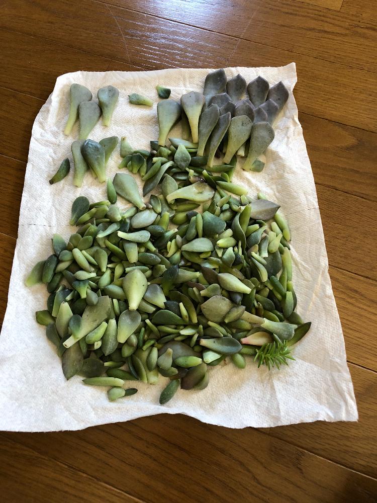 の画像 by てーらーさん | 多肉植物と葉挿しっ子と多肉植物葉挿しと青森県と多肉大好きと葉挿し中と多肉沼と葉挿し初心者とタニラーと葉挿しと多肉初心者