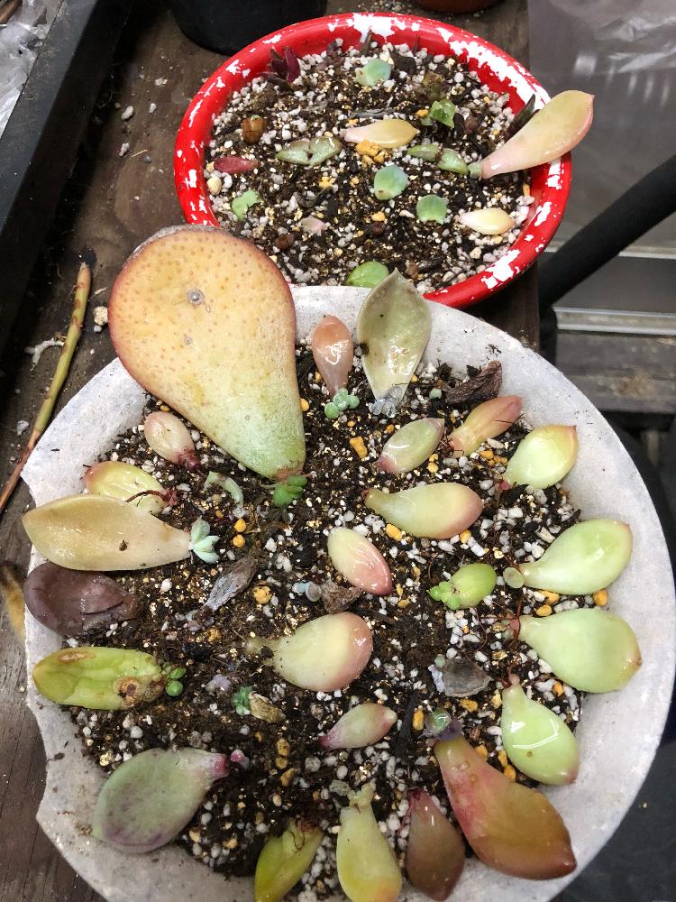 棚の画像 by ナオキーさん | 棚と多肉植物とダイソー多肉とわが家の多肉スペースと多肉はざしと葉挿しと葉挿しトレー