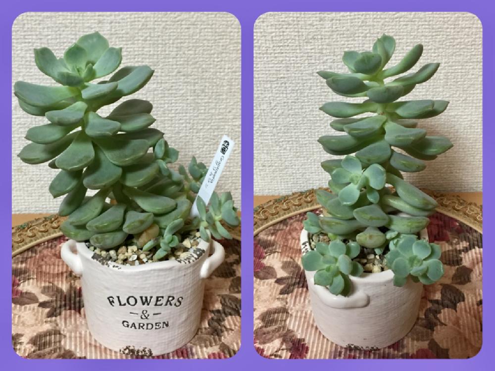 部屋の画像 by みきまるむしさん | 部屋とかわいいな♡と多肉植物とワクワクドキドキと☻グリムワンちゃん