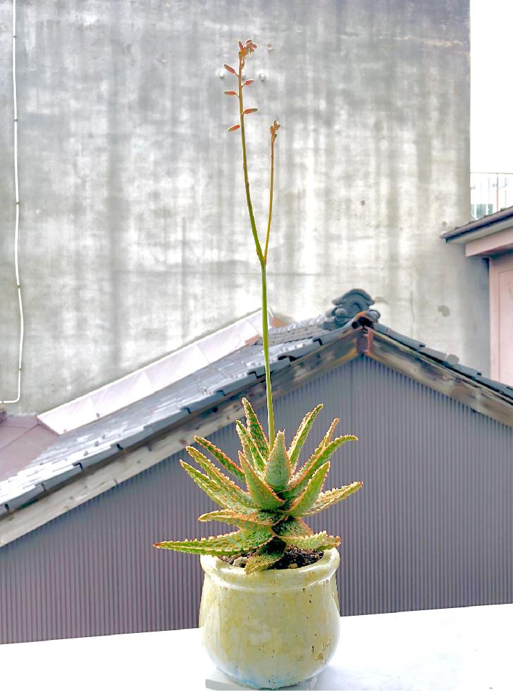 バルコニー/ベランダの画像 by co2さん | バルコニー/ベランダとアロエ フラミンゴと観葉植物と多肉植物とアロエフラミンゴ(^.^)と開花