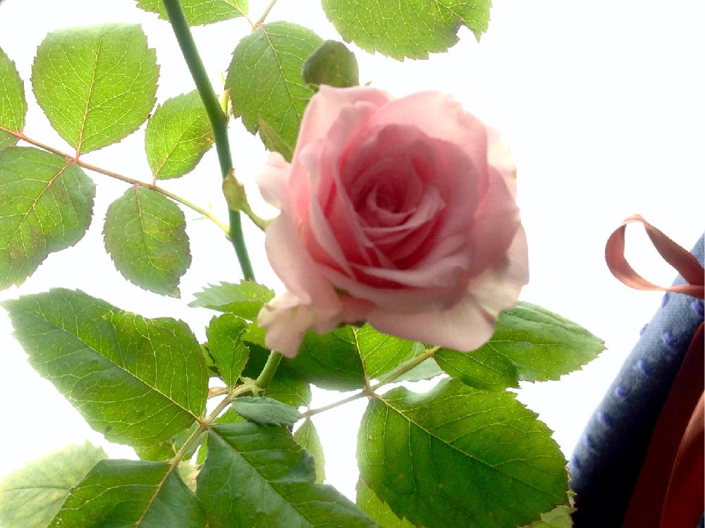 バルコニー/ベランダの画像 by P-mintさん | バルコニー/ベランダと薔薇と花のある暮らしと生長記録とお花