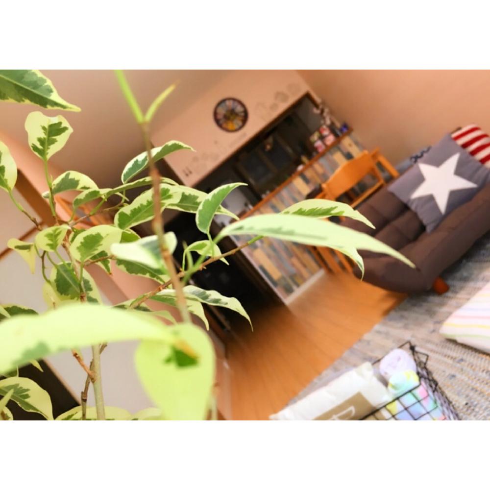部屋の画像 by ©さん | 部屋とベンジャミンと観葉植物とグリーンのある暮らしと100均とドライフラワーのある暮らしと寄せ植えとベランダガーデンとno green no lifeとガーデニング初心者と100均アレンジと花のある暮らしとベランダ菜園とインテリアグリーン