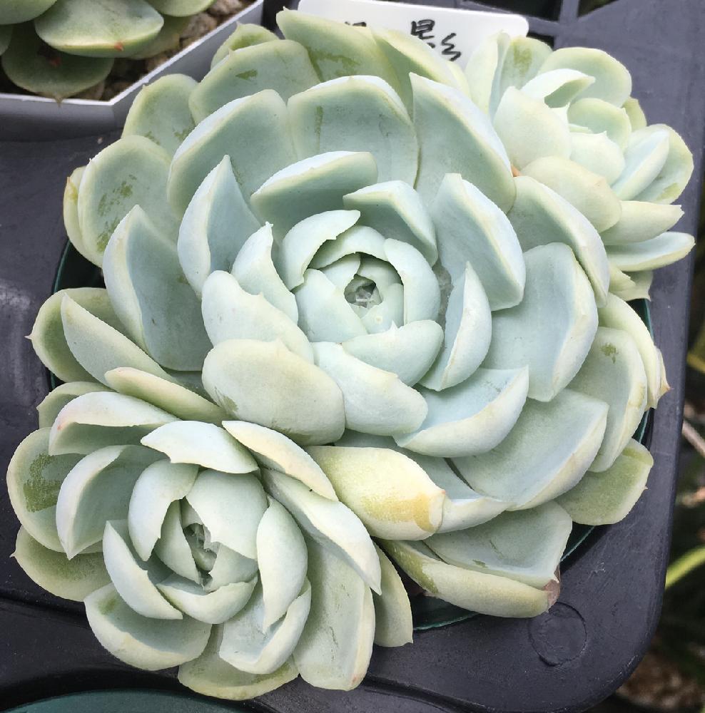 インテリアの画像 by greenjamさん | インテリアとPOTS鉢と多肉植物と観葉植物とGREEN JAMとfoliageplantと植中毒と観葉植物のある暮らしと錦玉園と観葉植物専門店