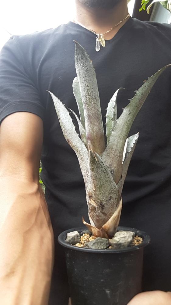 の画像 by nori-greenさん | 観葉植物とブロメリアとHohenbergia Lp.Hawaiiと植中毒とレオポルドのハワイとホヘンベルギア属