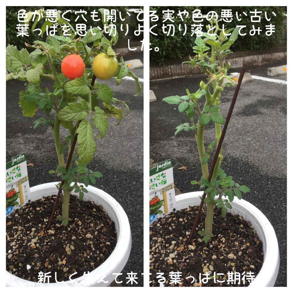 小さな庭の画像 by マブさんさん | 小さな庭とミニトマトと家庭菜園と家庭菜園奮闘日記と投げ売り苗で安く楽しむ