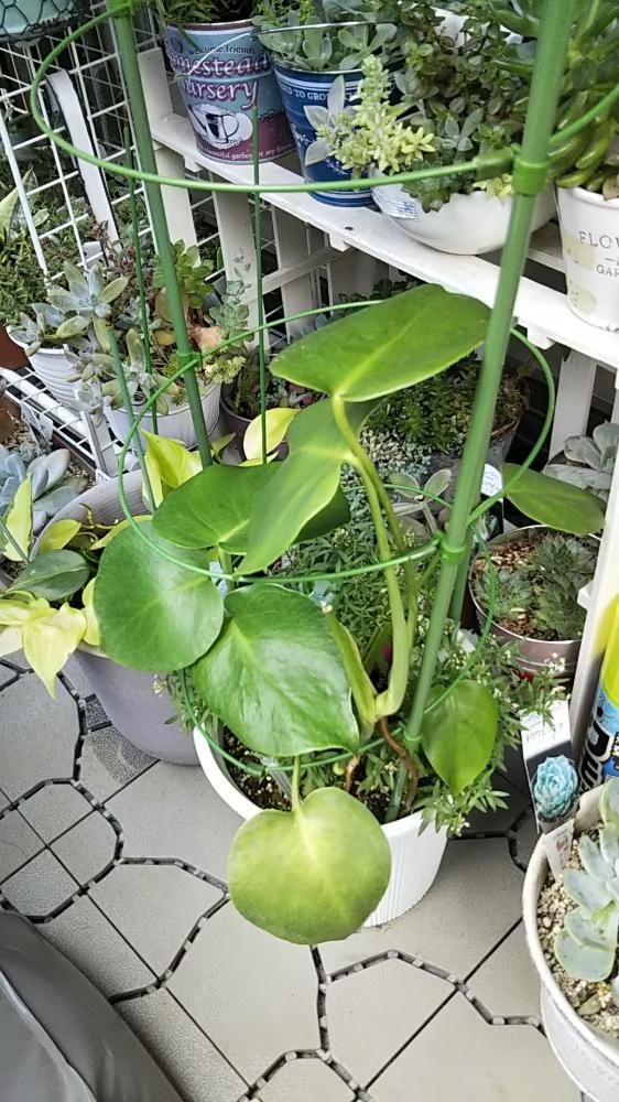 バルコニー/ベランダの画像 by ryo(*^^*)さん | バルコニー/ベランダとモンステラと観葉植物とryo(*^^*)GSと成長中とハートの葉っぱ♡とかわいいな♡