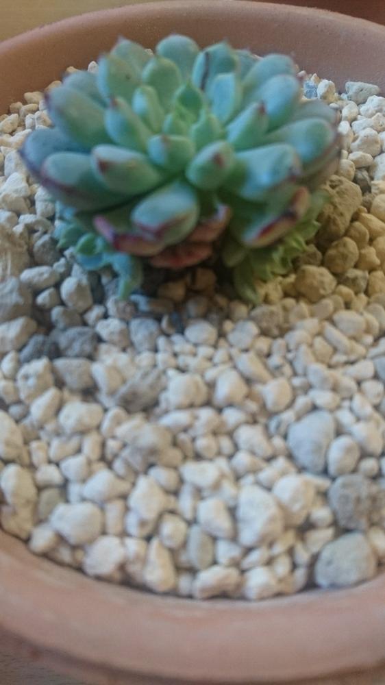 部屋の画像 by Agaveさん | 部屋とミニマレッドエッジと植中毒と室内組と観葉植物と多肉植物