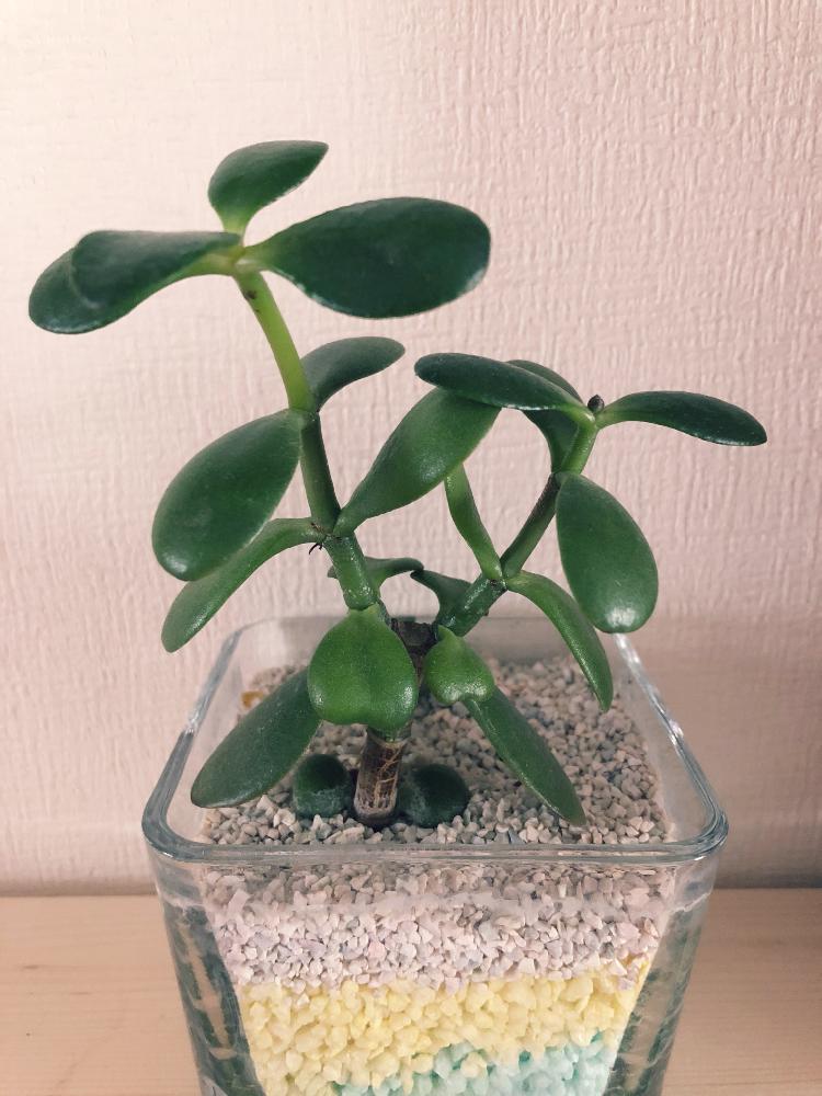 部屋の画像 by あやめさん | 部屋と金のなる木とGS日和と多肉植物