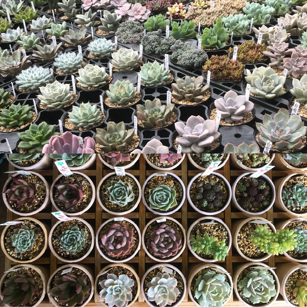 の画像 by BLUE LEAFさん | 多肉植物と多肉寄せ植えWSといとうぐりーん産とBlueLeaf♥と花のある暮らしと優木園とBLUE LEAFと多肉雑花屋BLUELEAFと多肉寄せ植えと多肉雑花 BLUE LEAFと多肉寄せ植えワークショップと宮城多肉販売と俺の多肉植物