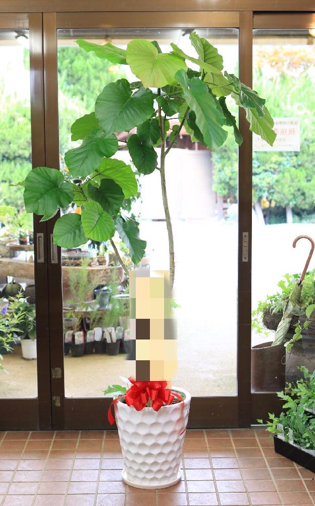 インテリアの画像 by 沢辺生花店さん | インテリアと観葉植物を楽しむと初夏と観葉植物と梅雨明けと夏ギフトと癒しとオシャレと癒しgreenと今日の一枚と今日のお花と爽やかな彩りと奈良と花屋と花のある暮らしと自由表現と素敵