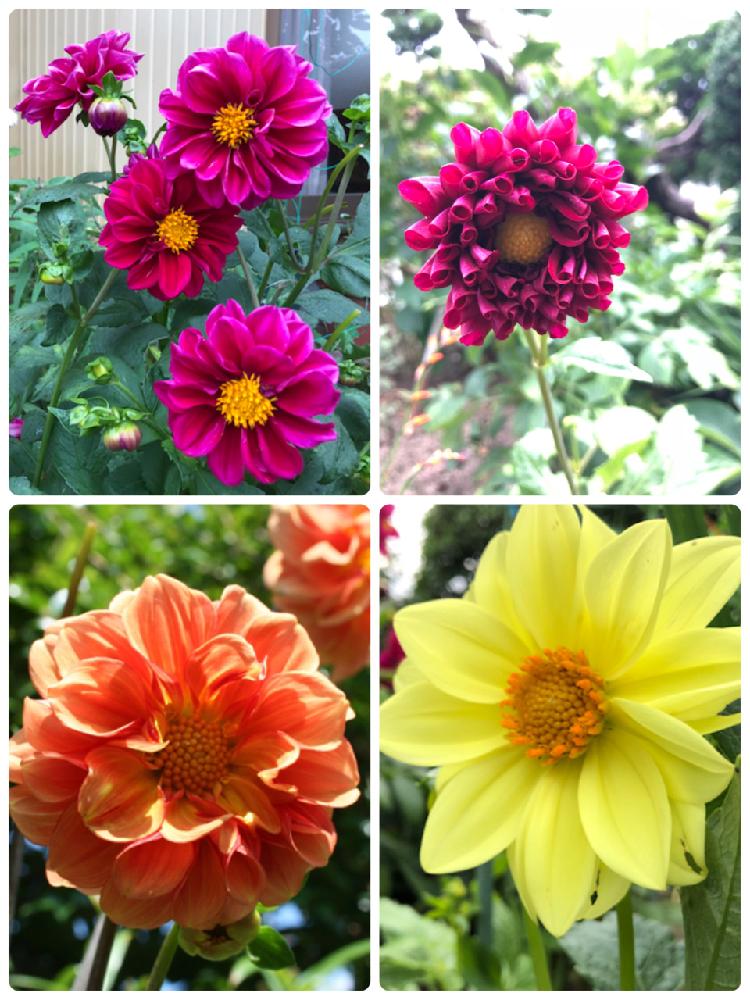 の画像 by 和さん | ダリアと梅雨明けとさいた✨と黄色い花と今日のお花と実家の庭とオレンジの花と花のある暮らしとダリア☆