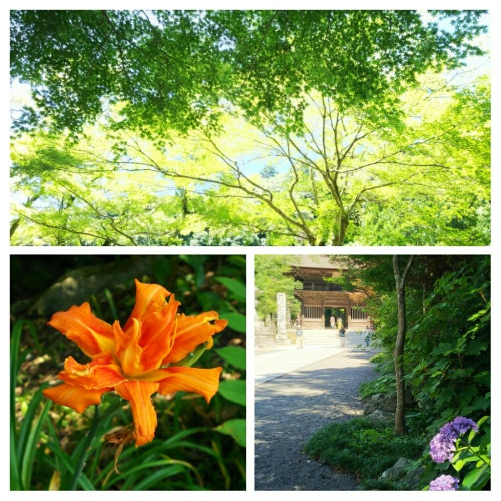 お出かけ先の画像 by mokamoka01さん | お出かけ先とヤブカンゾウの花と今日の一枚とアジサイ 紫陽花と頑張れ♡えっこと夏のもみじと頑張れ♡yoshikaさんと頑張れ♡ばぁばさん