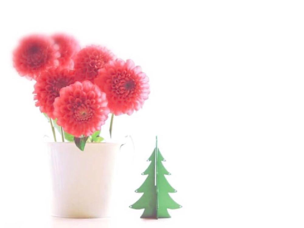窓辺の画像 by moon_freakさん | 窓辺とダリアと花のある暮らしと赤い花とみどりのまとめよりとクリスマスツリーと今日のお花