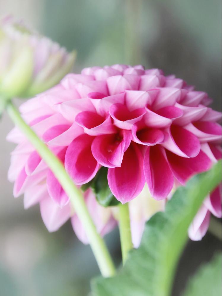 お出かけ先の画像 by mi_さん | お出かけ先とダリアと暑い!とcanonとnatural flowerᵕ̈と元気もらえると花びらと夏だと花のある暮らしと花が好きとダリア☆