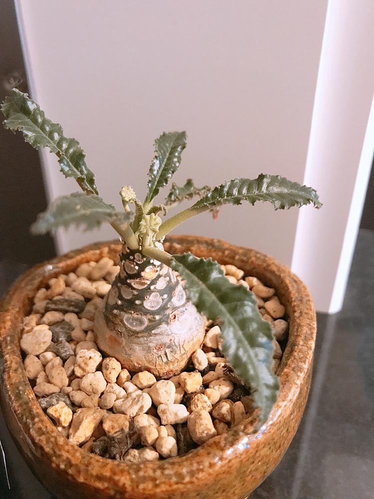 インテリアの画像 by ゆうさん | インテリアと塊根植物とドルステニア ・ハイブリッドと変わったお花の形と今日のお花