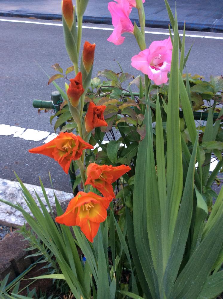 小さな庭の画像 by ちぃさん | 小さな庭とグラジオラスとGS日和と花のある暮らしと植中毒と青い花大好き