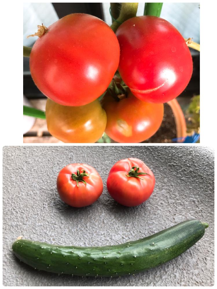 バルコニー/ベランダの画像 by doryukiさん | バルコニー/ベランダとトマトとキュウリと家庭菜園と食べられるとトマト栽培とプランター栽培と可愛いとベランダ菜園と家庭菜園奮闘日記と赤い実と緑の野菜と夏野菜とおいしくなぁ〜れ