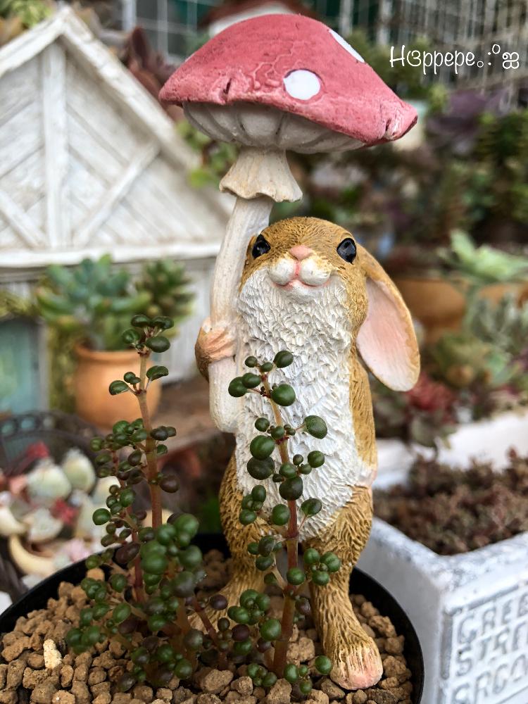 小さな庭の画像 by ほっぺぺさん | 小さな庭と多肉植物と寄せ植えとごっちゃごちゃと植中毒と小さな庭が欲しいよと雑貨と花のある暮らしと頑張れ♡yoshikaさんと頑張れ♡えっこと頑張れ♡ばぁばさんと多肉寄せ植えと*ピレアグロボーサ*と大ちゃん頑張れ