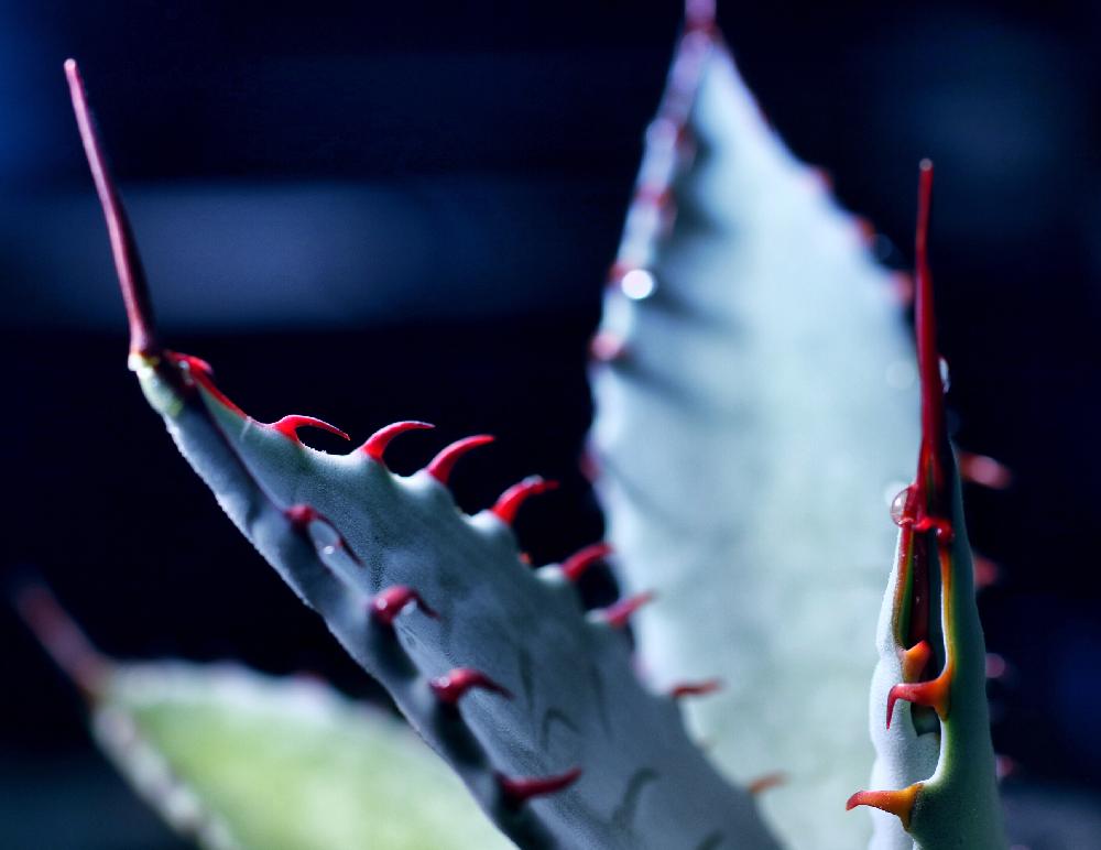 バルコニー/ベランダの画像 by きつねさん | バルコニー/ベランダと多肉植物と観葉植物と植欲旺盛と植中毒とタニラーと多肉初心者とトゲトゲとムキムキとアガベ属