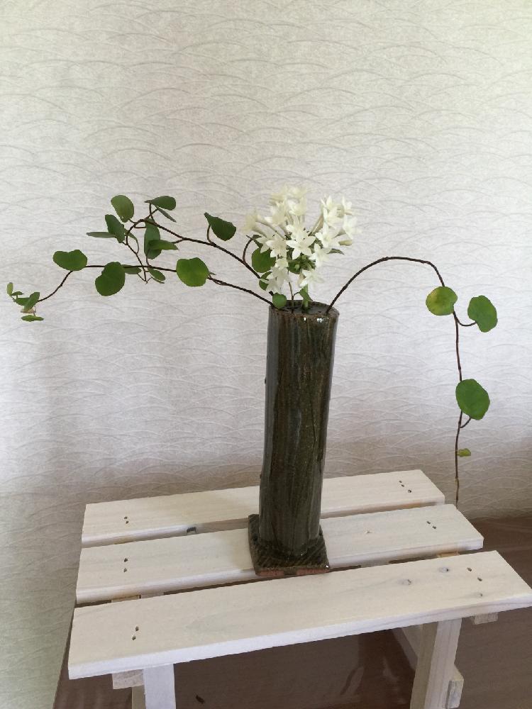 棚の画像 by mayuさん | 棚と無修正と花瓶入れただけと小さい花瓶と植中毒と花のある暮らしと花瓶の花