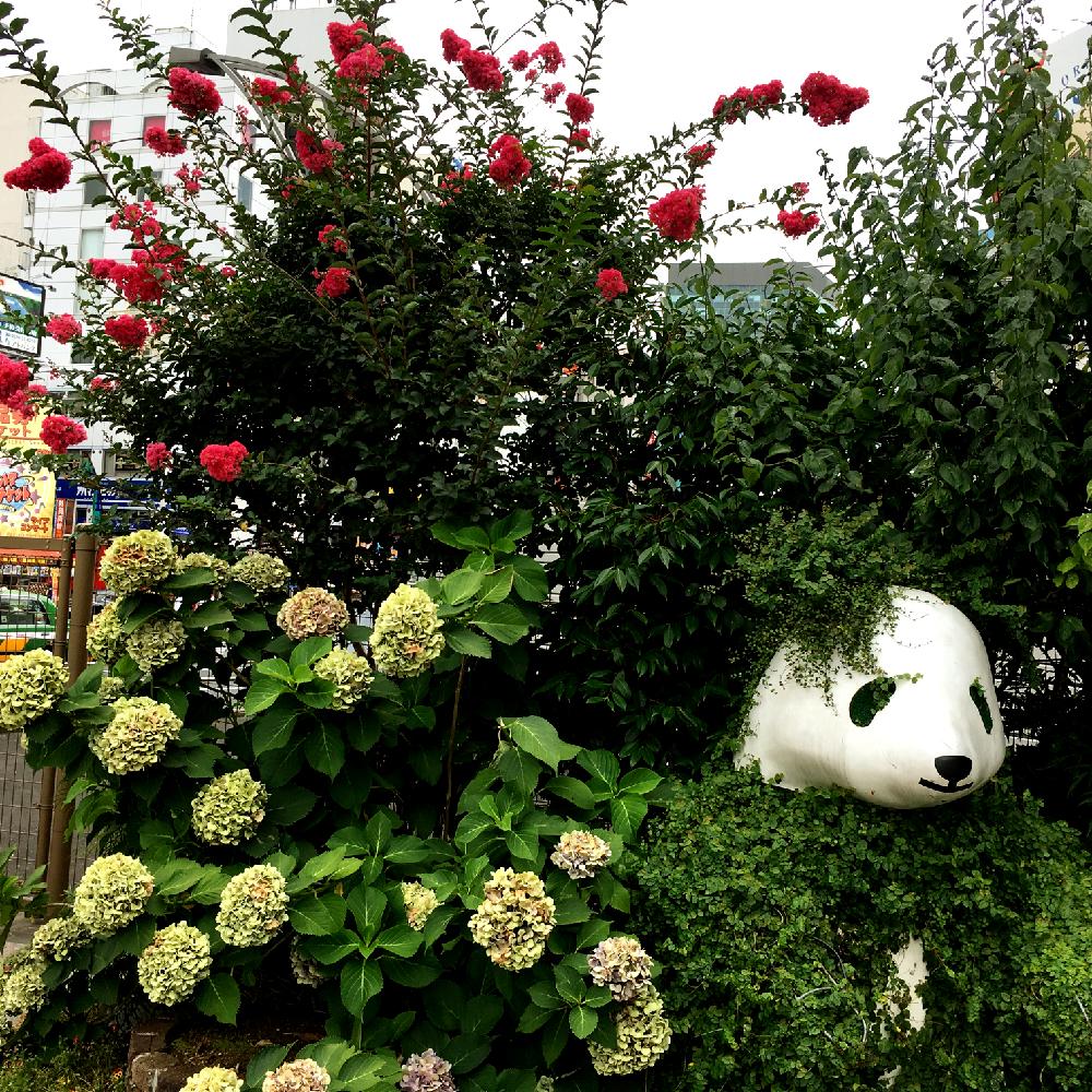 お出かけ先の画像 by apricot53さん | お出かけ先とサルスベリとアジサイと植物のある暮らしと公園と街路樹と花のある暮らしとお散歩